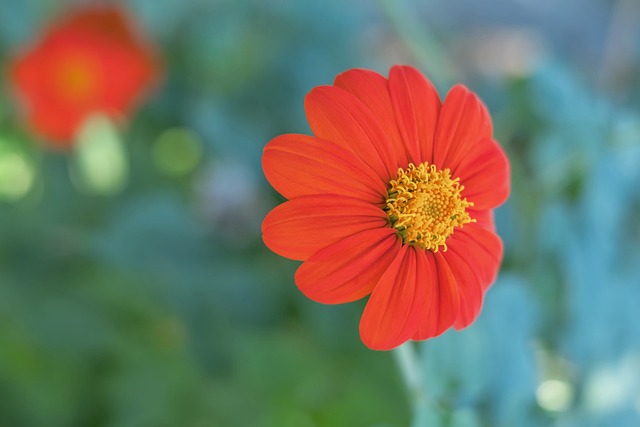 孙颖莎的身体柔韧性太好了，膝盖不弯，就这样直下去系鞋带，没几个人能做到吧