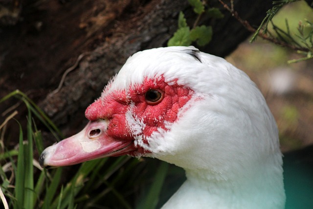 看到了足球 看到了足球